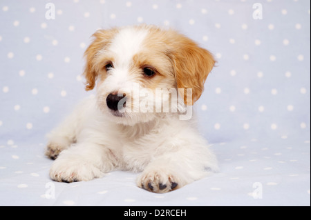 Verschlafene Bichon Frise Kreuz Welpen auf einem baby blau gefleckte Hintergrund gelegt Stockfoto