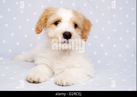 Verschlafene Bichon Frise Kreuz Welpen auf einem baby blau gefleckte Hintergrund gelegt Stockfoto