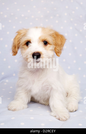 Bichon Frise Kreuz Jackahuahua Welpen auf ein baby blau gefleckte Hintergrund gelegt Stockfoto