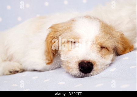 Verschlafene Bichon Frise Kreuz Welpen auf einem baby blau gefleckte Hintergrund gelegt Stockfoto