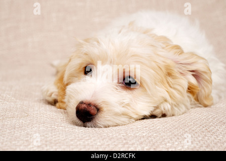 Verschlafene Bichon Frise Kreuz Welpen auf einen strukturierten Beige Hintergrund gelegt Stockfoto