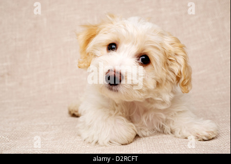 Bichon Frise Kreuz Welpen auf einen strukturierten Beige Hintergrund gelegt Stockfoto