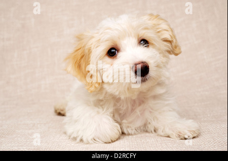 Verschlafene Bichon Frise Kreuz Welpen gelegt auf einen strukturierten Beige Hintergrund in die Kamera schaut Stockfoto