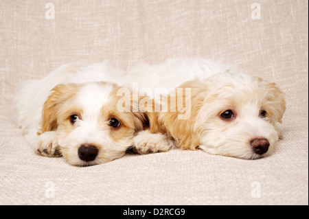 Zwei verschlafenen Bichon Frise Kreuze Welpen zusammen auf einen strukturierten Beige Hintergrund gelegt Stockfoto