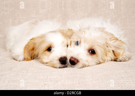 Zwei verschlafenen Bichon Frise Kreuze Welpen zusammen auf einen strukturierten Beige Hintergrund gelegt Stockfoto