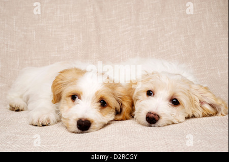 Zwei verschlafenen Bichon Frise Kreuze Welpen auf einen strukturierten Beige Hintergrund festgelegt Stockfoto