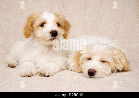 Zwei verschlafenen Bichon Frise Kreuze Welpen auf einen strukturierten Beige Hintergrund gelegt Stockfoto