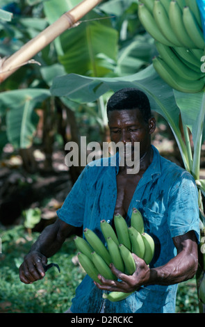 West Indies, Karibik, St. Lucia, Fluss Doree Plantage, Musa Acuminata, Banane, grün. Stockfoto