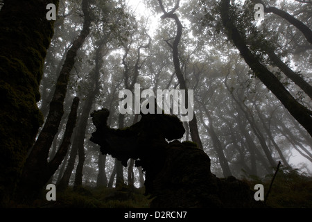 Nebligen Wald Szene im Dunkery & Horner Holz Nature Reserve, Exmoor, Großbritannien Stockfoto