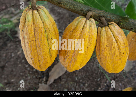 Kakaofrüchte Reifen "Theobroma Cacao" Stockfoto