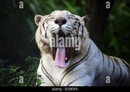 Der weiße Tiger gähnt. Safari - Park. Bali. Indonesien Stockfoto