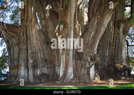 Taxodium Mucronatum, Montezuma Zypresse, braun. Stockfoto