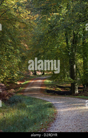 Verdrehen Weg durch den New Forest in Bolderwood im Herbst Stockfoto
