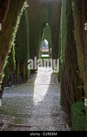 Dekorative Kopfsteinpflaster gehen weg und beschnittenen Hecken in den Gärten der Alhambra Granada Andalusien Spanien Stockfoto