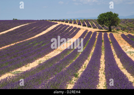 Lavandula Angustifolia, Lavendel, lila. Stockfoto