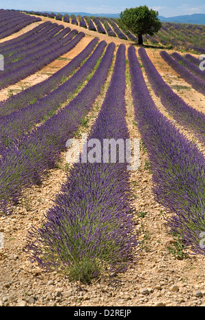 Lavandula Angustifolia, Lavendel, lila. Stockfoto