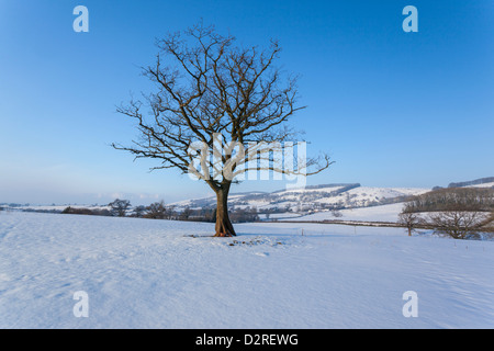 Schneebedecktes Feld am Crowcombe auf der Suche nach Thorncombe Hill in Quantocks, Somerset Stockfoto