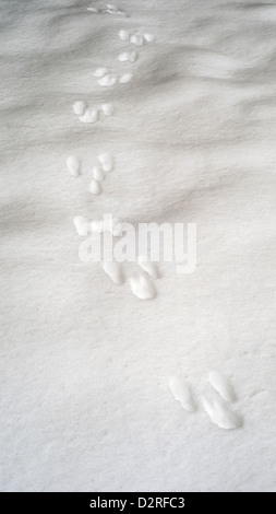 Kaninchen-Spuren im frischen Schnee Stockfoto