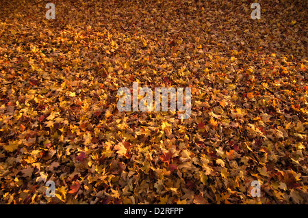 Acer Saccharum, Zucker-Ahorn, Orange. Stockfoto