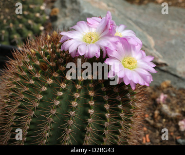 Kaktus, Acanthocalycium Spiniflorum F. Violaceum, Cactaceae. Argentinien, Südamerika. Stockfoto