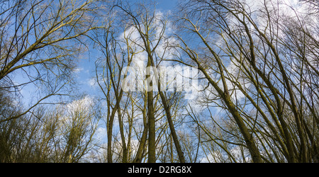 Bäume, Warwickshire, England, UK Stockfoto