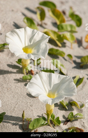 Ipomoea Imperati, Strand-Winde, weiße. Stockfoto