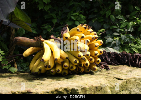 Eine Hand von Reife Bananen, Dwarf Cavendish Banane, Musa Acuminata, Musaceae. Stockfoto