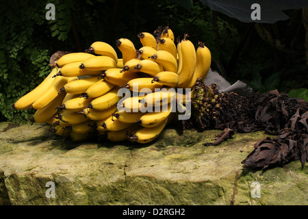 Eine Hand von Reife Bananen, Dwarf Cavendish Banane, Musa Acuminata, Musaceae. Stockfoto