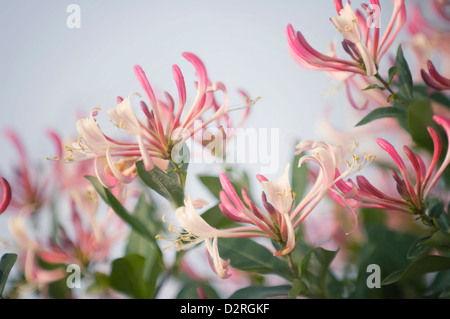 Lonicera Periclymenum, Geißblatt, rosa. Stockfoto