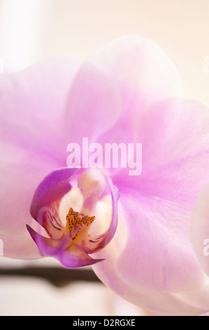 Phalaenopsis Hinamatsuri 'Blushing Bride', Orchidee, Moth Orchid Pink. Stockfoto