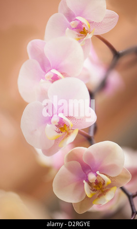 Phalaenopsis "Nobby es Amy", Orchidee, Moth Orchid Pink. Stockfoto