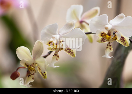 Stuartiana Phalaenopsis, Orchidee, Moth Orchid, weiß. Stockfoto