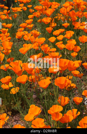 Kalifornischer Mohn, Eschscholzia Californica, Papaveraceae. Kalifornien, USA. Stockfoto