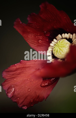 Papaver Somniferum, Mohn, Schlafmohn, rot. Stockfoto