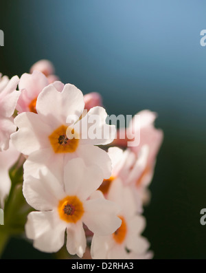 Primula Japonica, Primula, Primrose, Kandelaber Primel, weiß, blau. Stockfoto