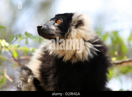 Schwarz und weiß Ruffed Lemur, Varecia Variegata, Lemurinae, Lemuridae, Primaten. Madagaskar, Afrika. Stockfoto