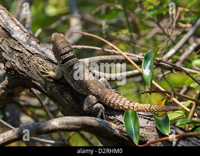 Iguana, unterschieden Cuvieri, Opluridae niedergebracht. Aka Cuviers stacheligen angebundene Eidechse. Ananantarivo, Madagaskar, Afrika. Stockfoto