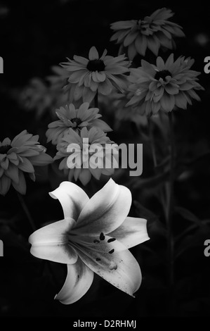 Lilium Sorte, Lily, schwarz & weiß. Stockfoto