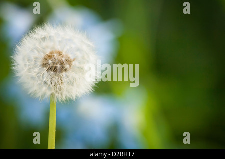 Taraxacum Officinale, Löwenzahn Uhr weiß. Stockfoto