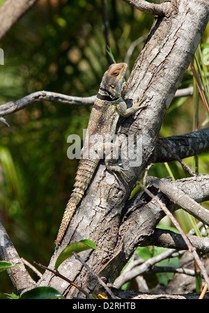Iguana, unterschieden Cuvieri, Opluridae niedergebracht. Aka Cuviers stacheligen angebundene Eidechse. Ananantarivo, Madagaskar, Afrika. Stockfoto