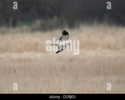 Kornweihe im Flug Stockfoto