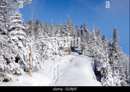 Wanderweg mit Schnee bedeckt. Stockfoto