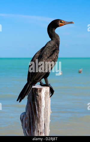 Doppelte crested Kormoran thront auf einem hölzernen Pfosten, Isla Holbox, Mexiko. Stockfoto