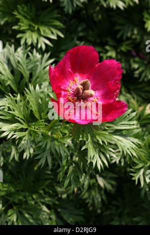 Pfingstrose, Paeonia Anomala Subspecies Hybrida, Paeoniaceae. China. Stockfoto