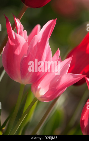 Tulipa Praestans "Unicum", Tulpe, rot. Stockfoto