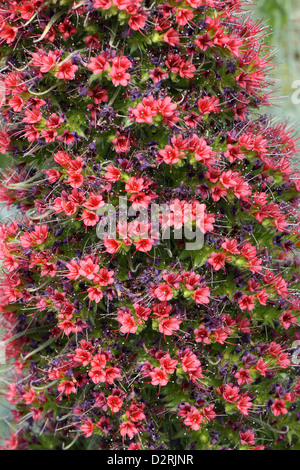 Tower of Jewels, rote Bugloss, Teneriffa Bugloss oder den Teide Bugloss, Echium Wildpretii, Boraginaceae, Teneriffa, Kanarische Inseln Stockfoto