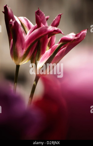 Tulpe 'Virichic', Tulpe, rosa. Stockfoto