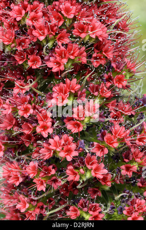 Tower of Jewels, rote Bugloss, Teneriffa Bugloss oder den Teide Bugloss, Echium Wildpretii, Boraginaceae, Teneriffa, Kanarische Inseln Stockfoto