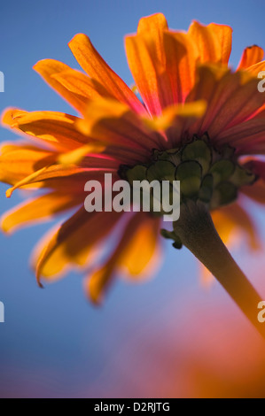 Zinnia Elegans Sorte, Zinnia, Orange, blau. Stockfoto