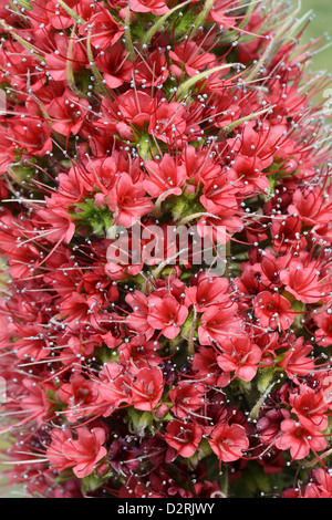 Tower of Jewels, rote Bugloss, Teneriffa Bugloss oder den Teide Bugloss, Echium Wildpretii, Boraginaceae, Teneriffa, Kanarische Inseln Stockfoto